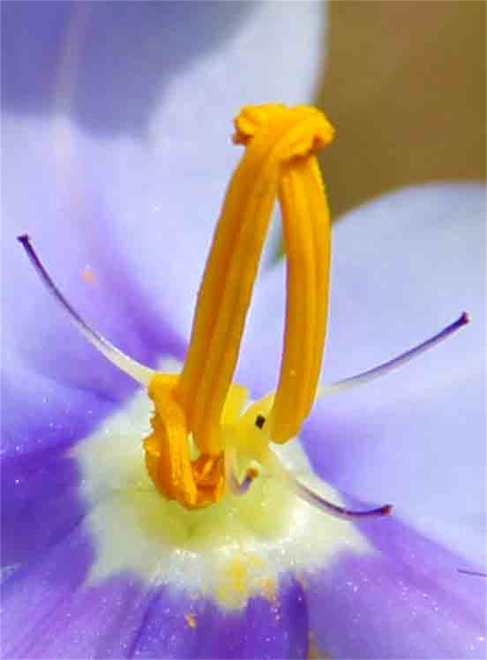 Spring Fine Art Photography Exhibit 2021